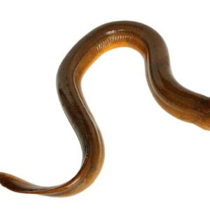 Lươn đồng 1kg