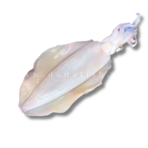 Mực lá 1kg